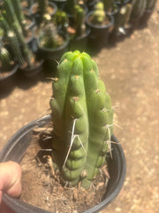 💎🌶️🌶️ NOM — Fully Rooted Grenade