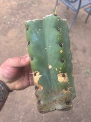 💎🌶️🌶️ NOM —  Beefy 9” Mid