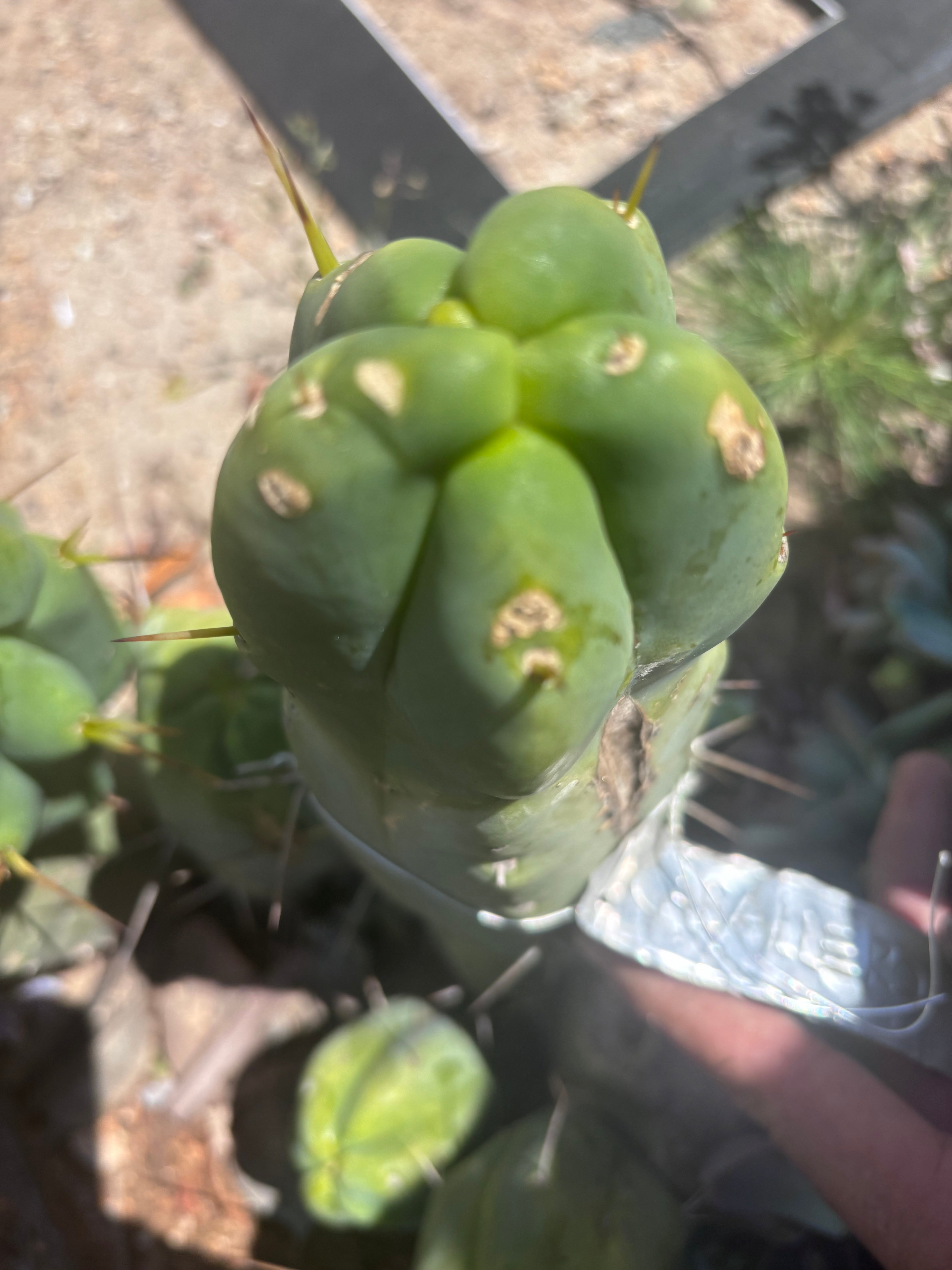 👑💎🌶️ Caballero — 9” Pup
