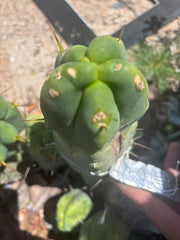 👑💎🌶️ Caballero — 9” Pup