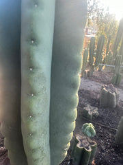 💎👑💎  Ferah! — Chunky 7” Tip