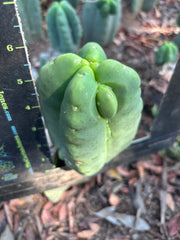 💎👑💎🌶️ Ferah — Chonky Fourwang Chub Muffin