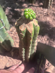 💎👑💎 Havran Preorder!