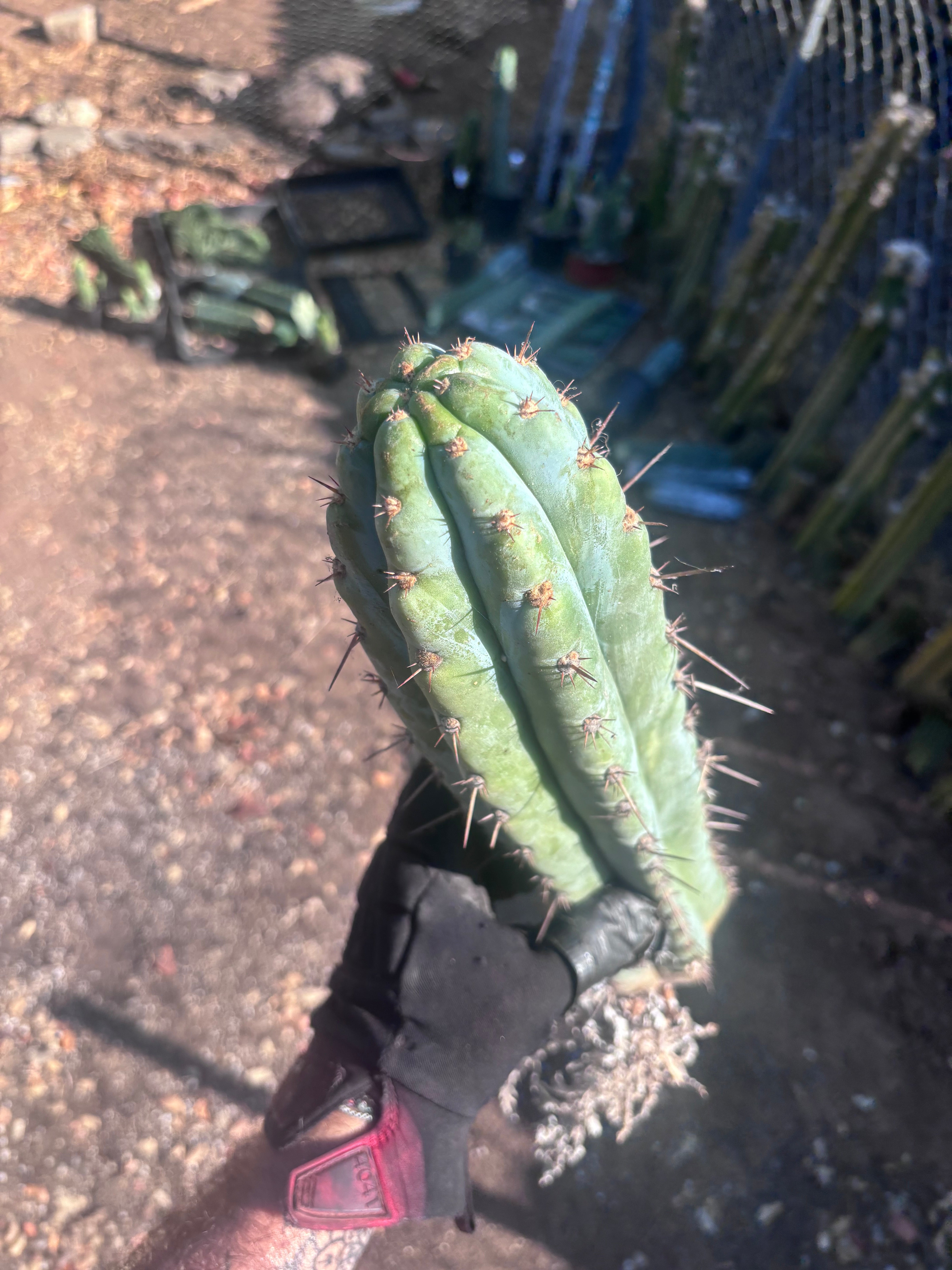 💎👑🌶️ Sharxx Blue — XL 16” Rooted Tip