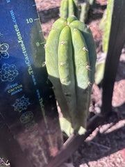 👑🌶️🌶️ Landfill — 10” Pup