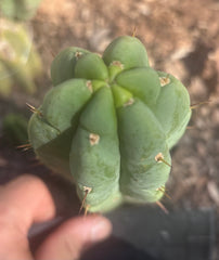 💎👑🌶️🌶️ Austy’s Bomb — 6.5” Tip