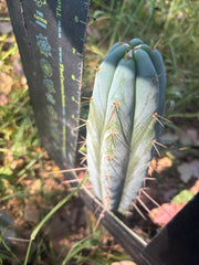 👑🌶️ Bluejones  — 8” Tip