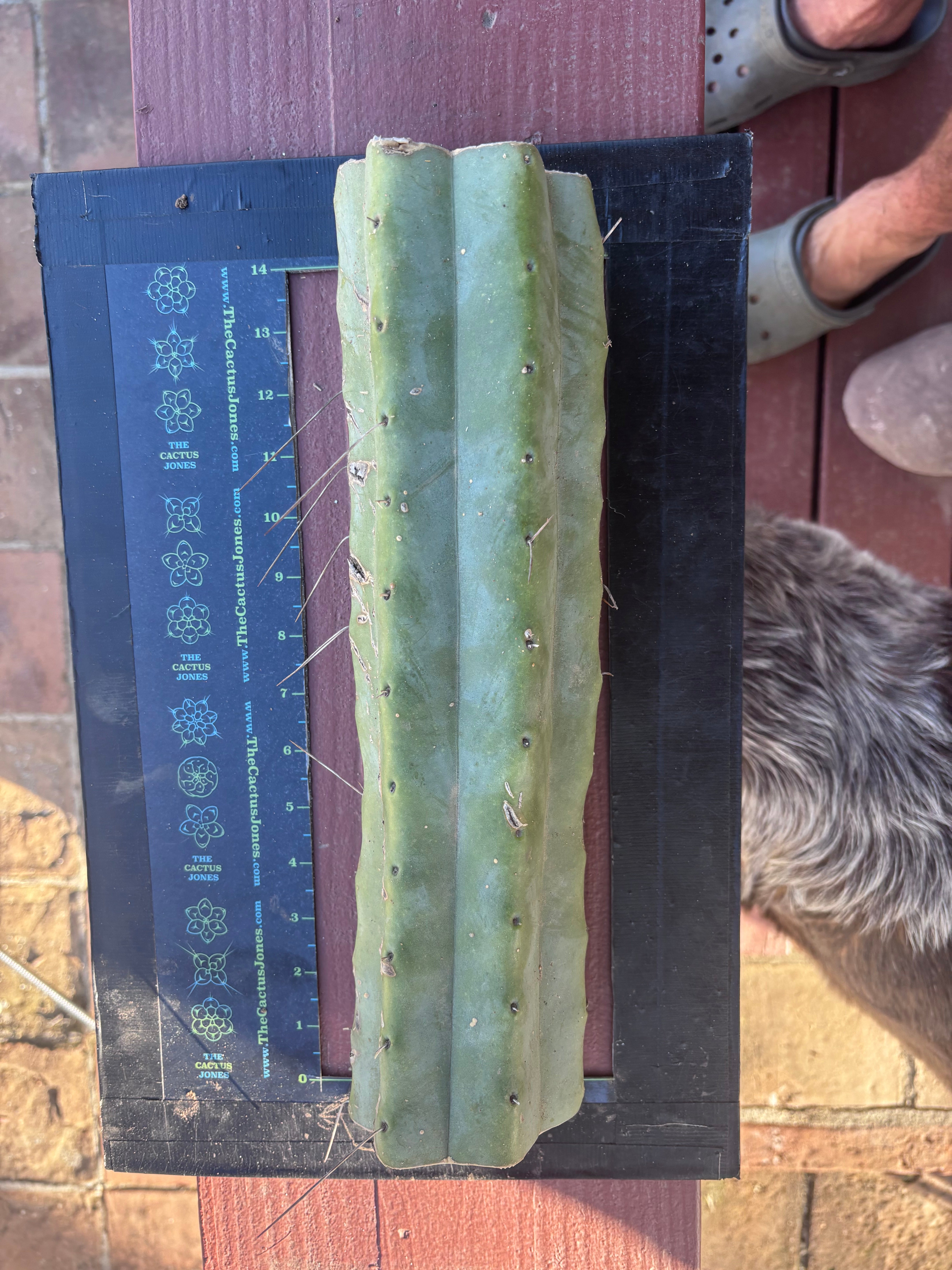 👑🌶️ Baker — 14” XL Medicine Log