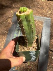 💎👑💎 Havran — Pup Graft on Rooted Hammer (2 Available)