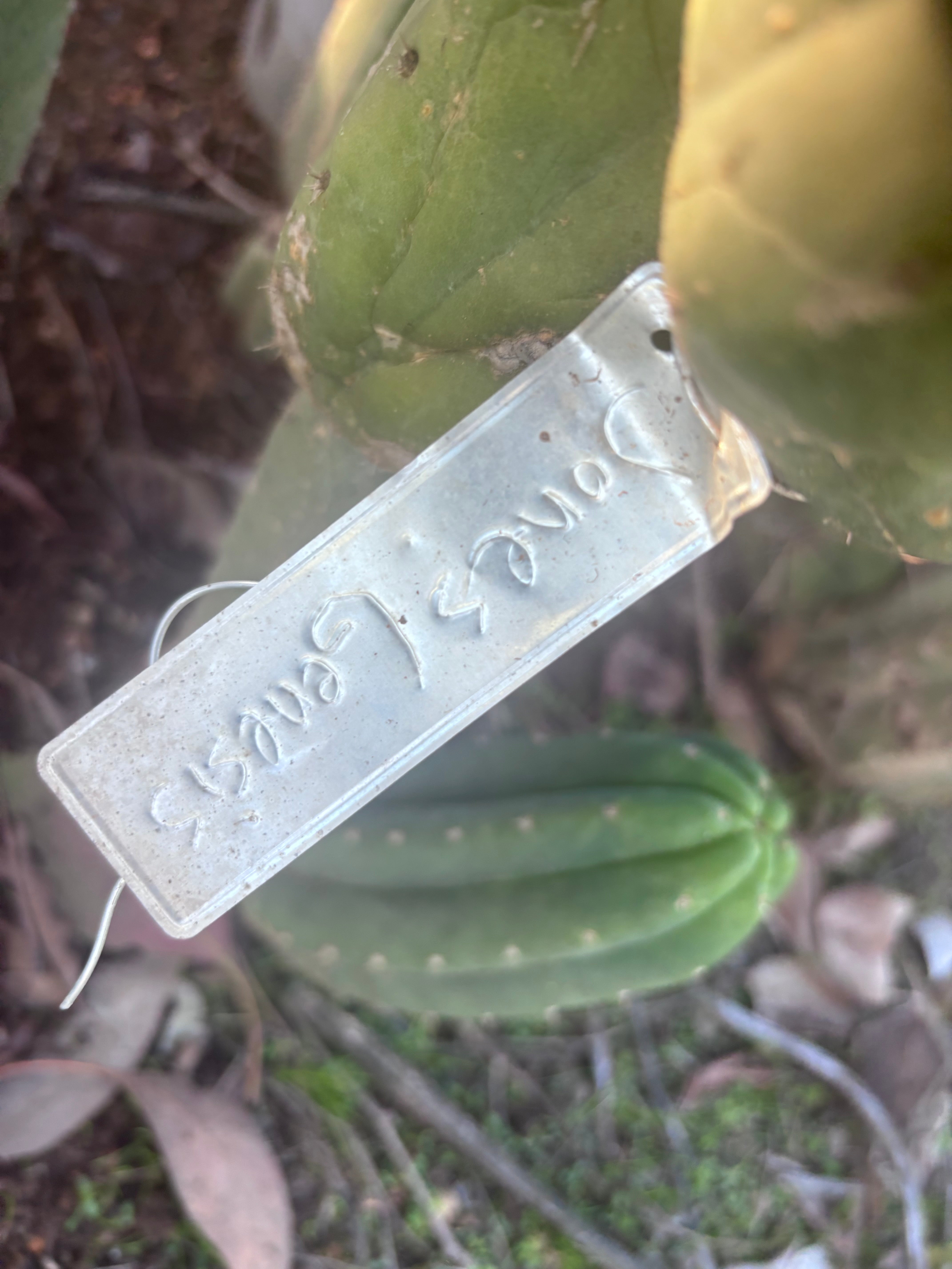 👑🌶️ Genesis — 12” Rooted