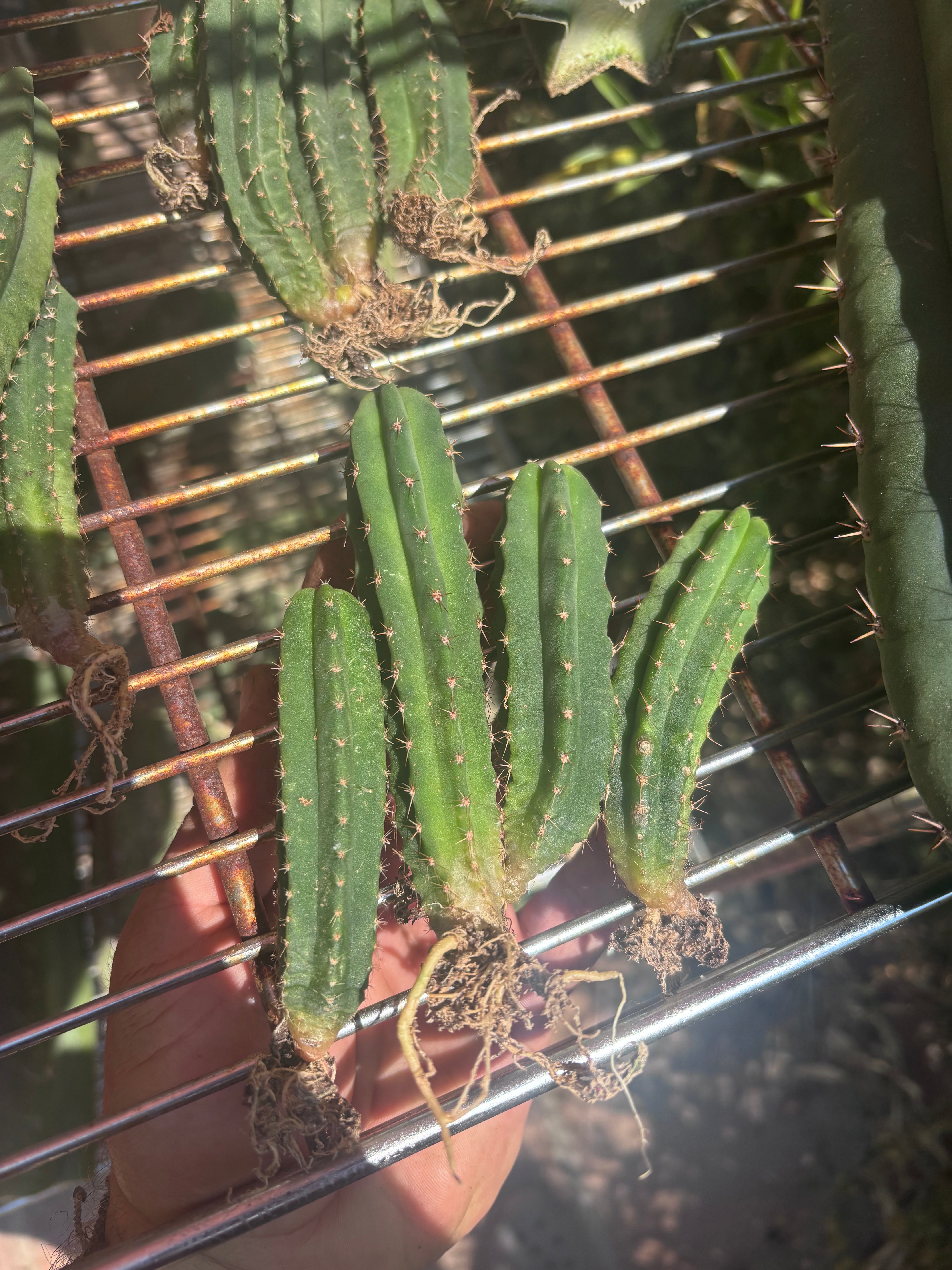 Seedlings — Malo4 x Malo4 — Lot of Four