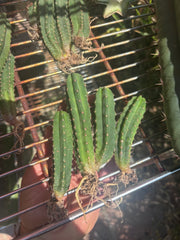 Seedlings — Malo4 x Malo4 — Lot of Four