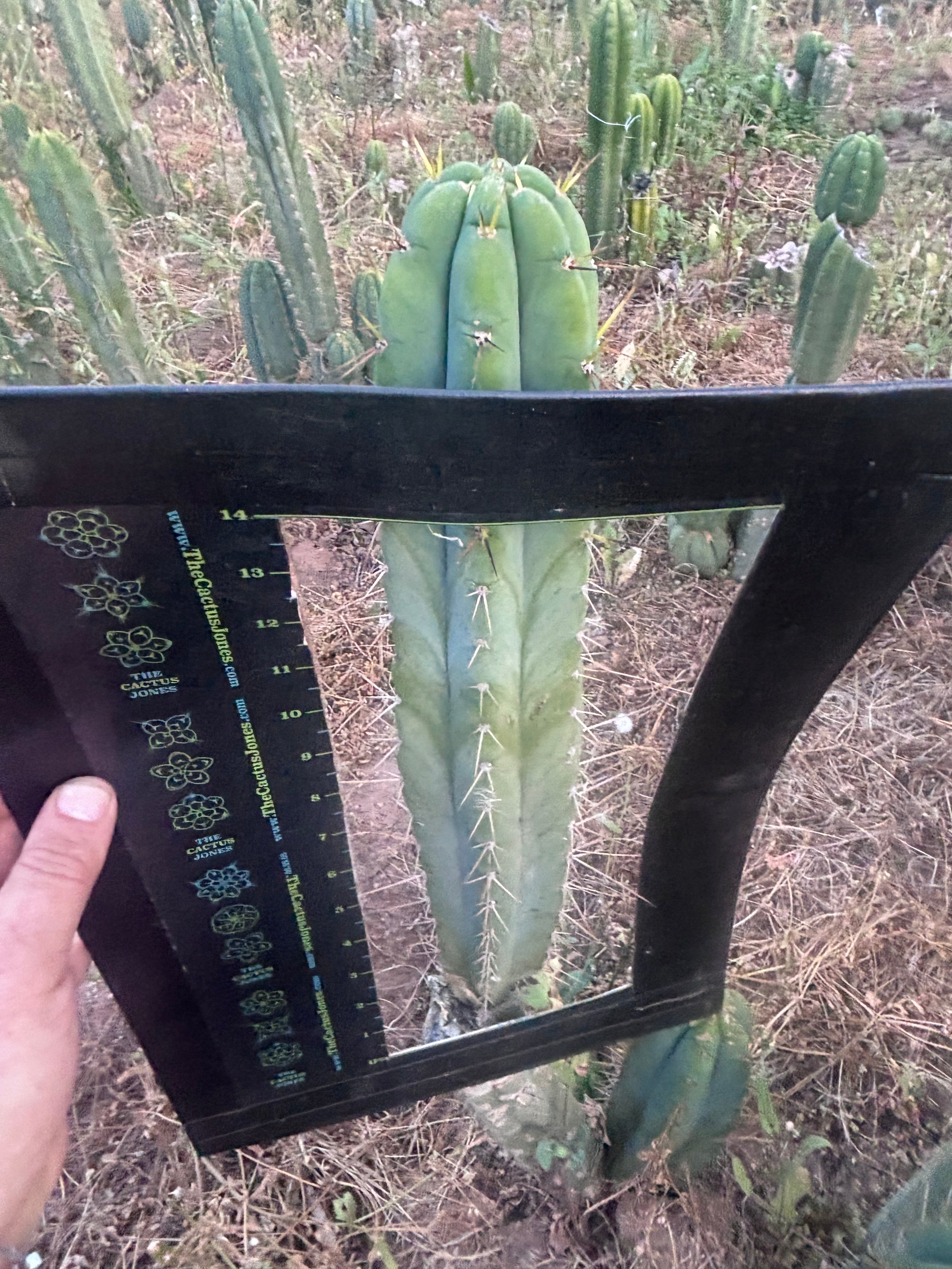 💎 SS Achuma x Colossus — XL 16” Pup