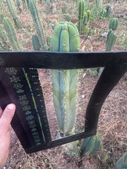 💎 SS Achuma x Colossus — XL 16” Pup