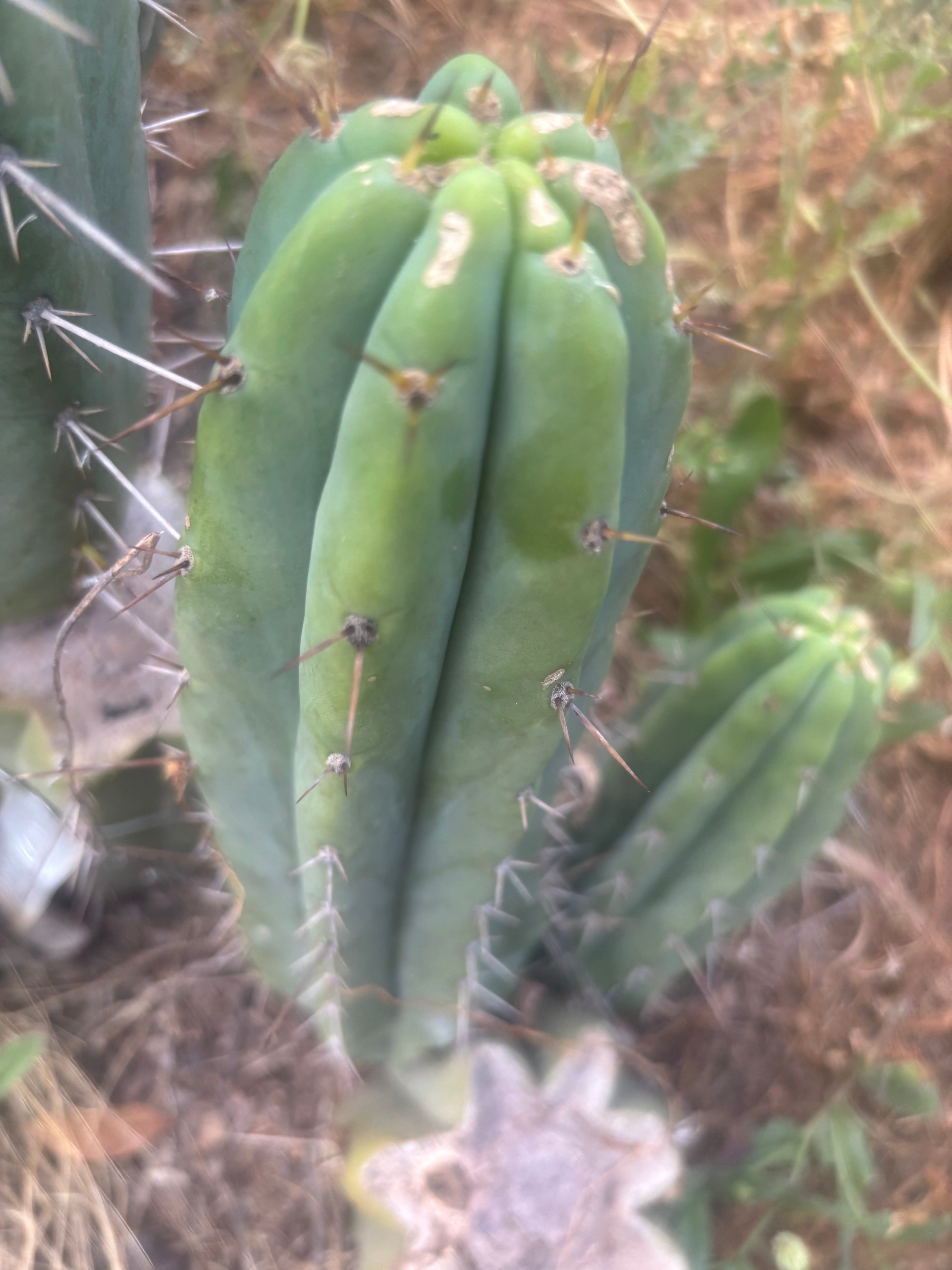 🌶️🌶️⚠️ E.R. — 12” Pup