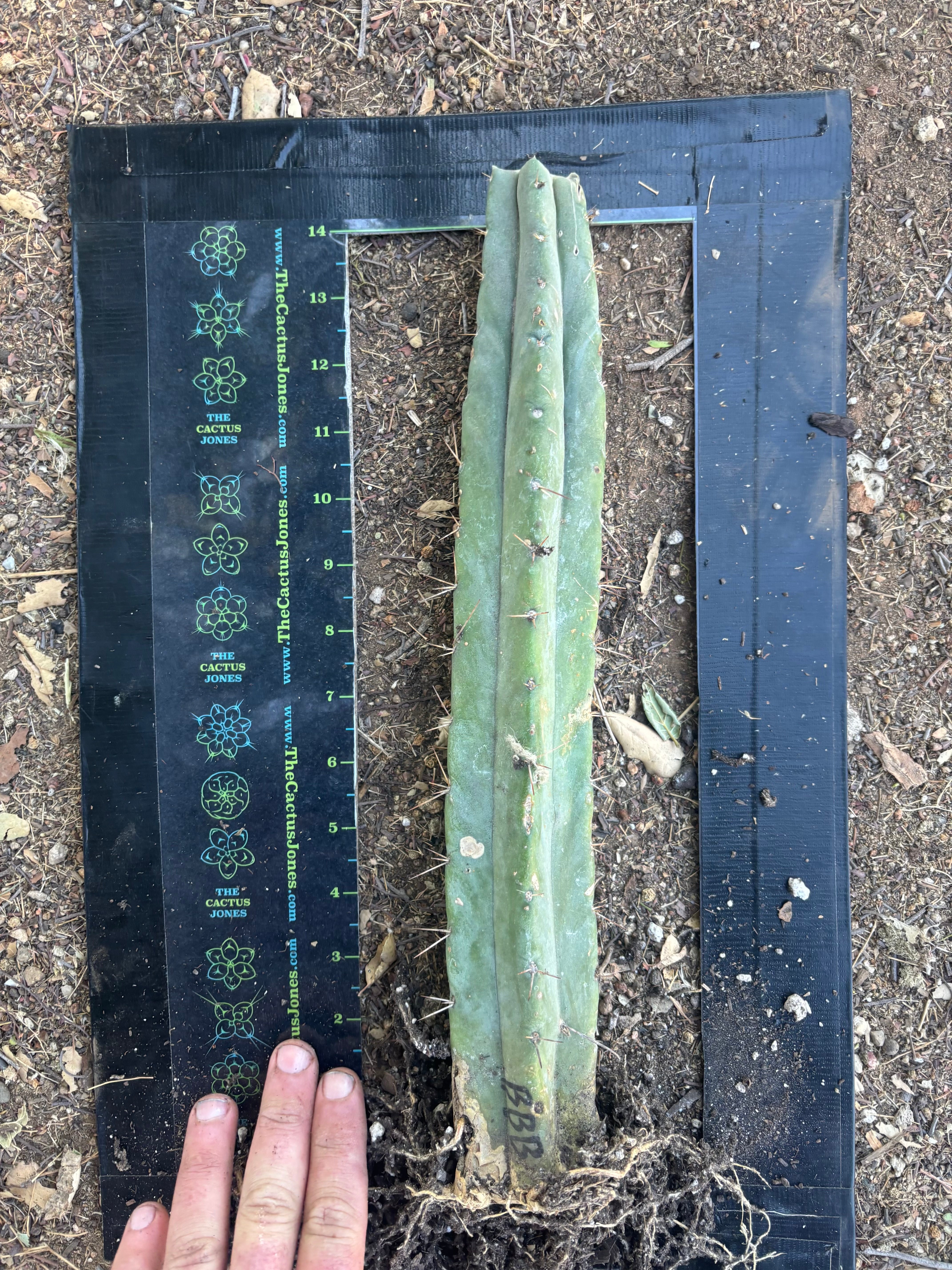👑🌶️ BBB — Fully Rooted 14” Stump