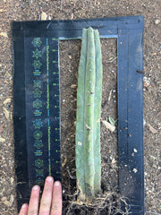 👑🌶️ BBB — Fully Rooted 14” Stump