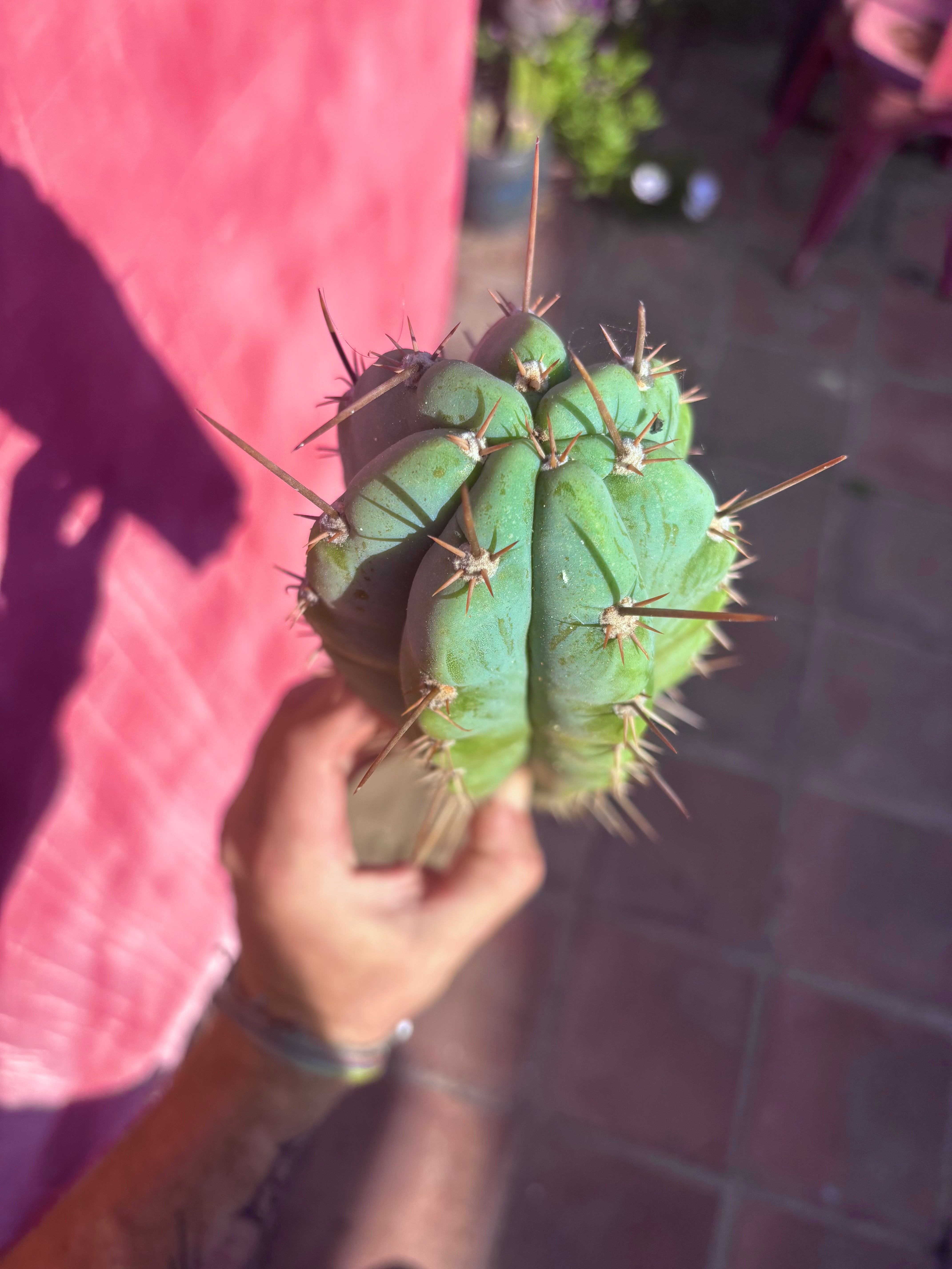 👑 Icaros — 14” Tip