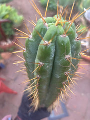🌶️ SS02 x Kimura’s Spiny Giant   — 14” Tip
