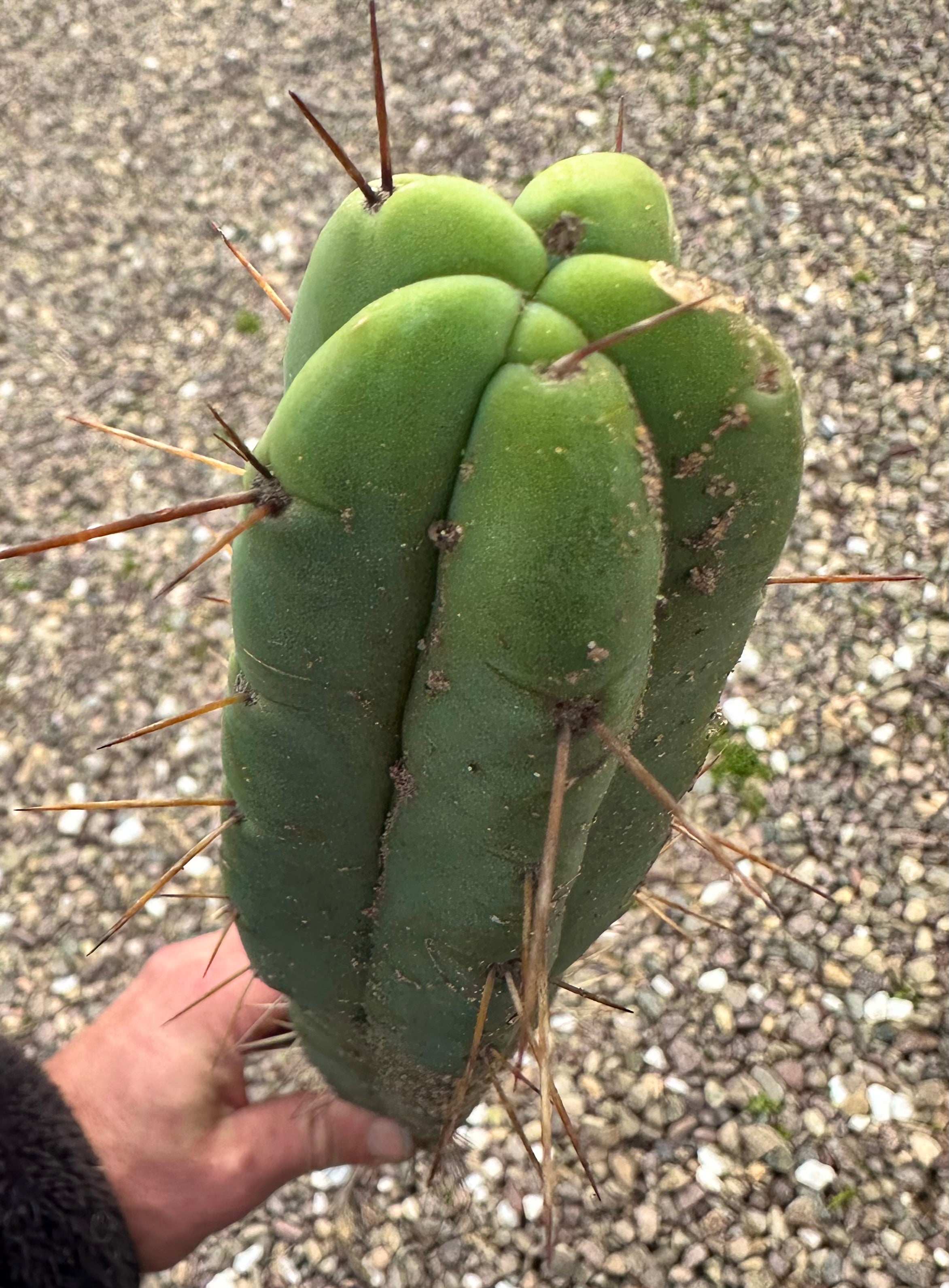 🌶️🌶️ Dulzura 12” MIDS