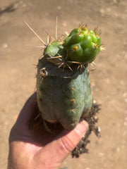 💎👑💎 Tulhuay — Rare Magenta Flower — Pupping Rooted Graft