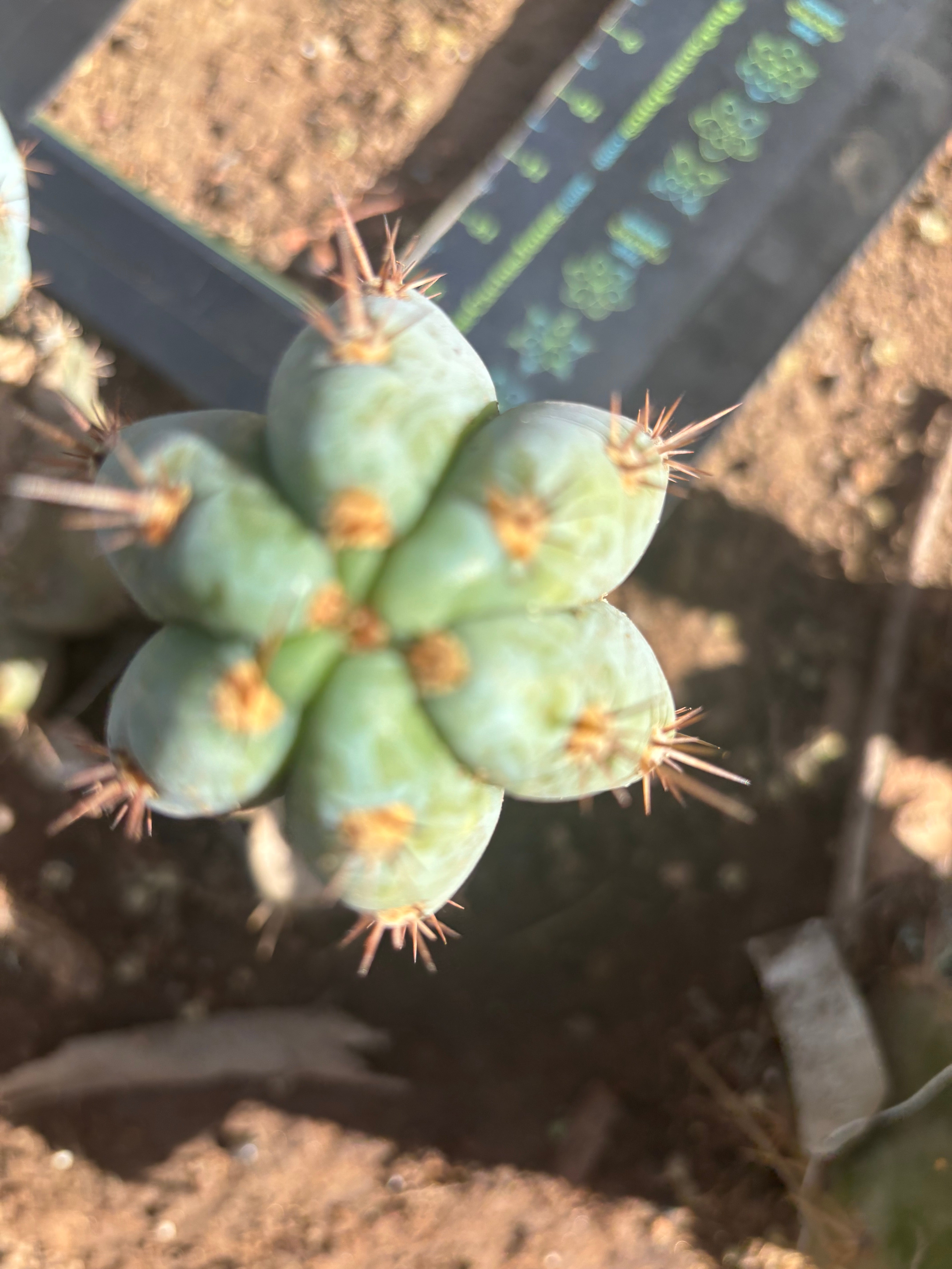 💎👑  Bart! (Monassa Blue) — 7” Pup