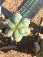 💎👑  Bart! (Monassa Blue) — 7” Pup