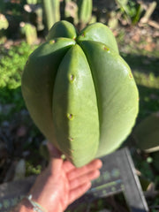 💎👑🌶️ Zulk — XL 11” MELON Pup