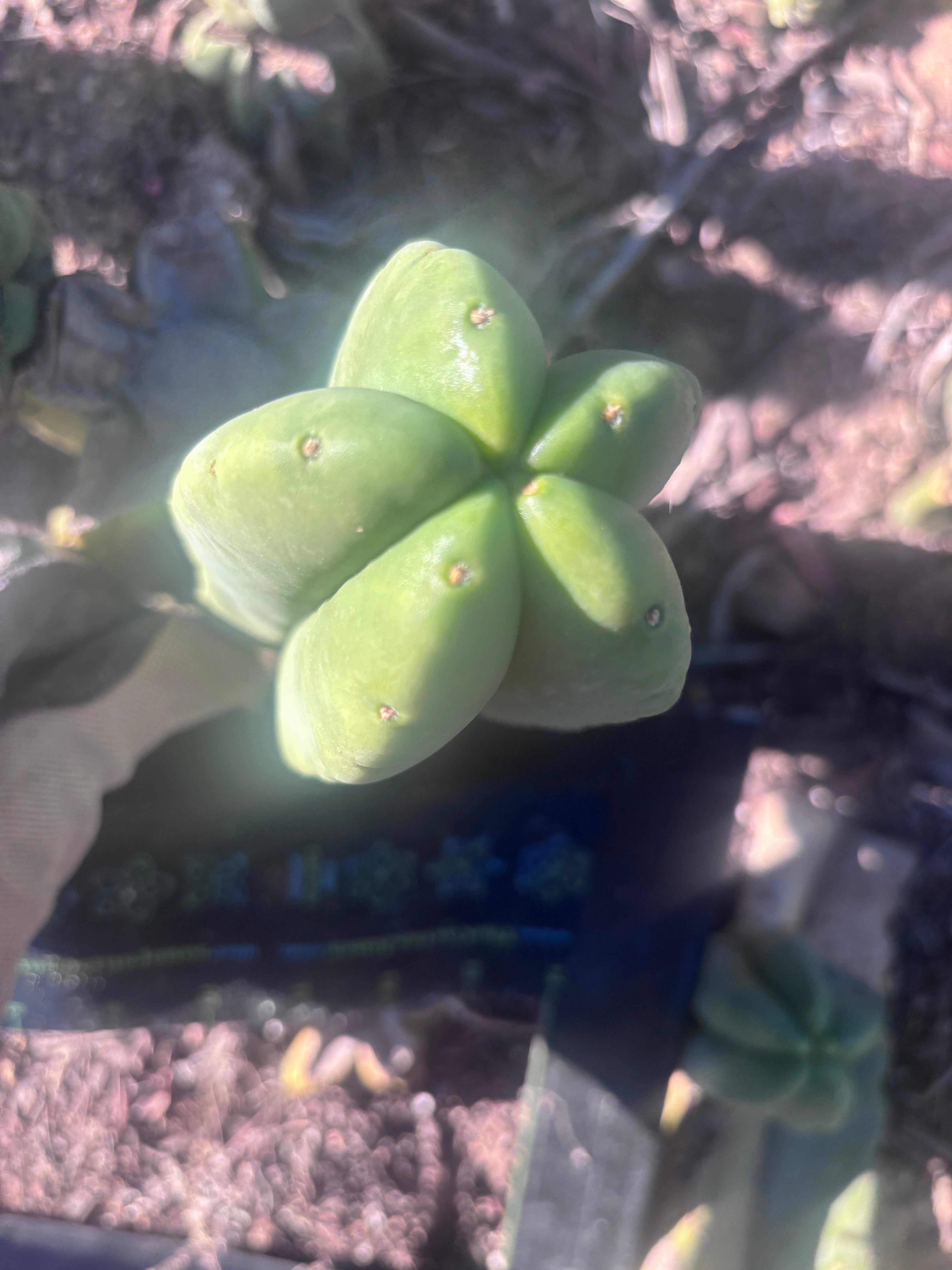 💎👑💎🌶️ Ferah — 6.5” Grenade