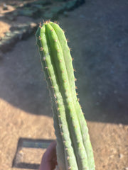 👑🌶️ Ventucky Blue — Fully Rooted 14” Tip