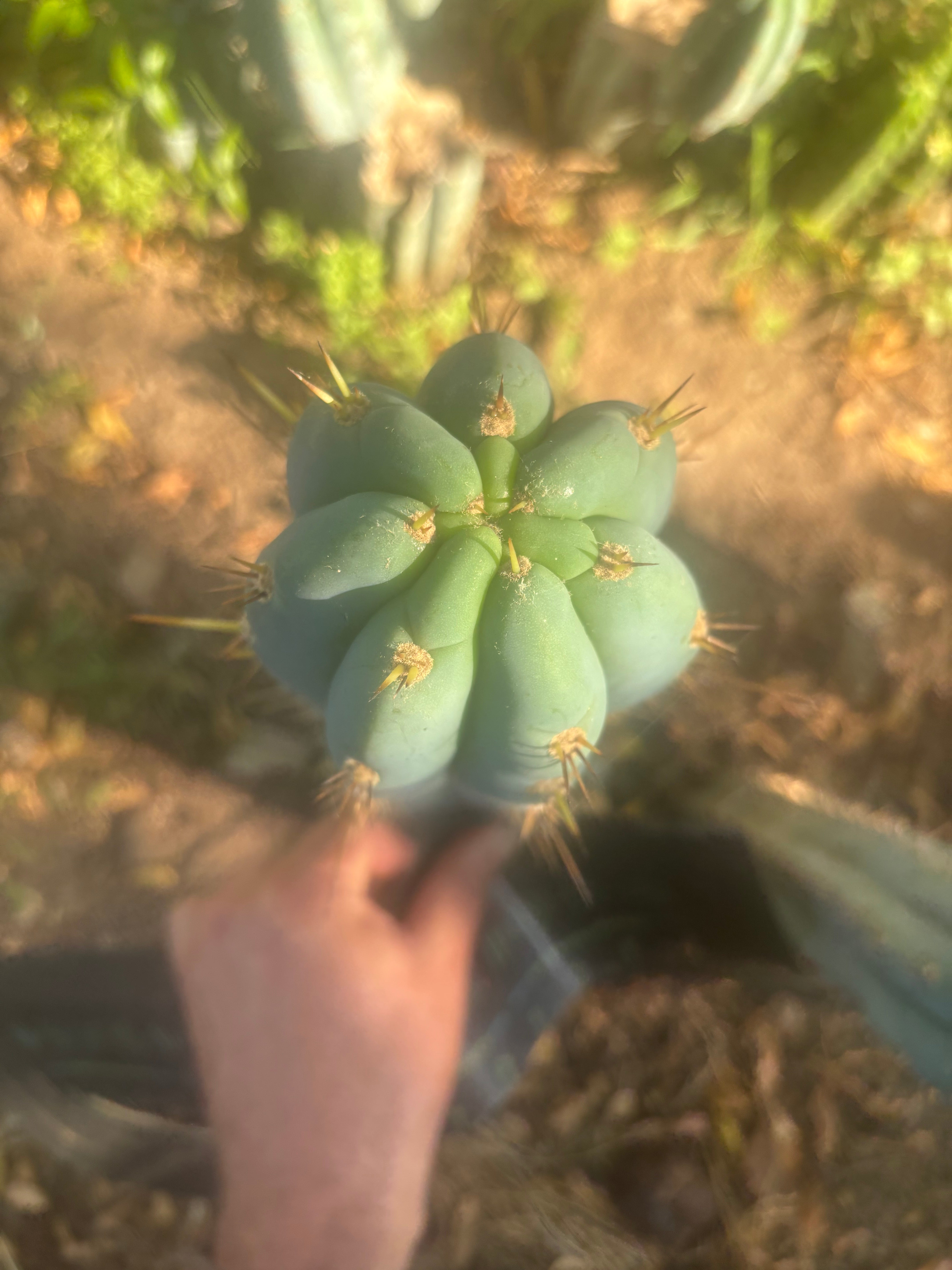 💎👑 Grandfather — 9” Tip