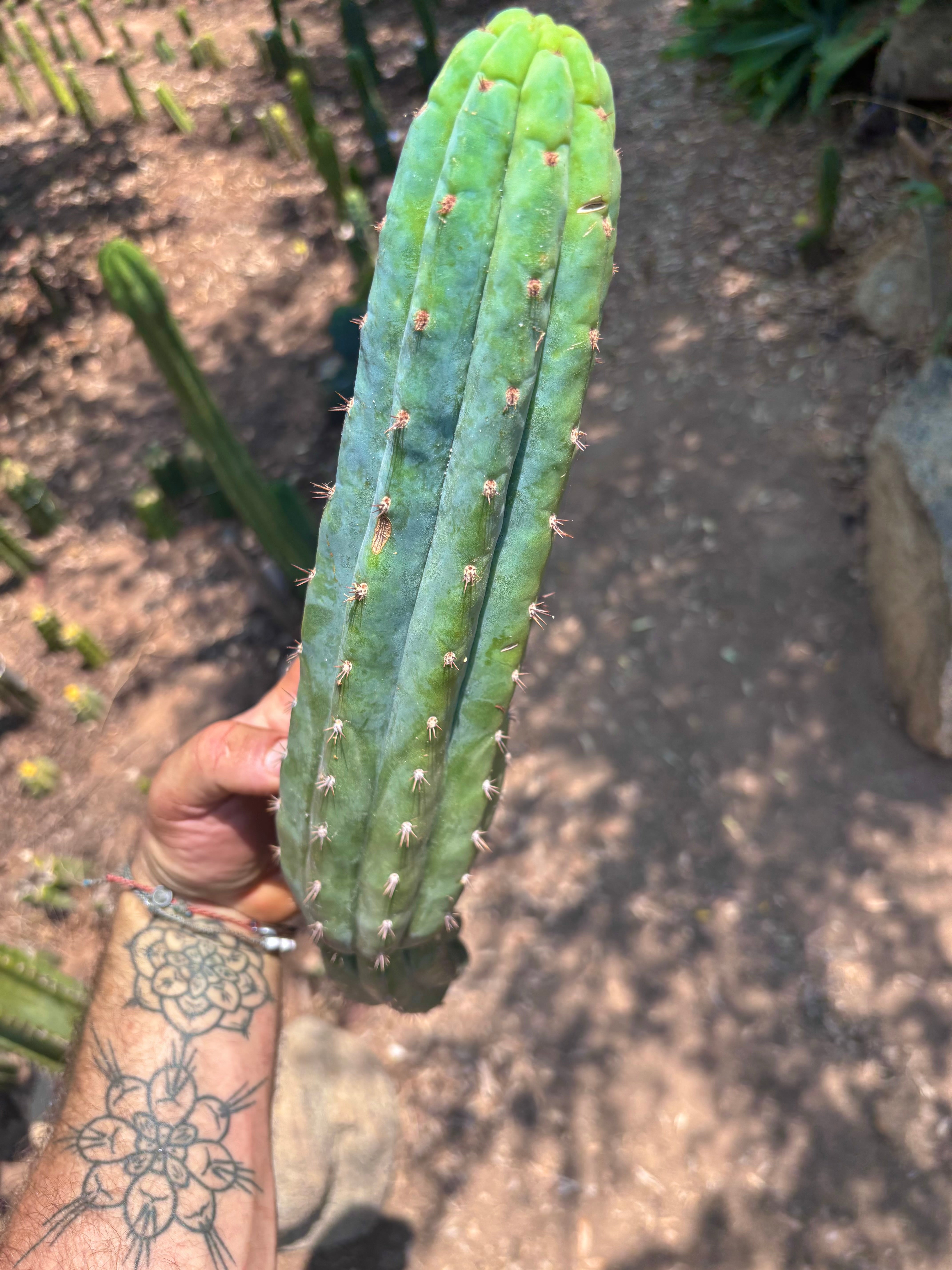 👑🌶️ Ventucky Blue — 15” Tip