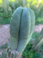 💎👑🌶️ Ferah — Chonky 7” Tip