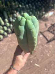 👑💎🌶️🌶️ Eileen — 16” Mega Tip