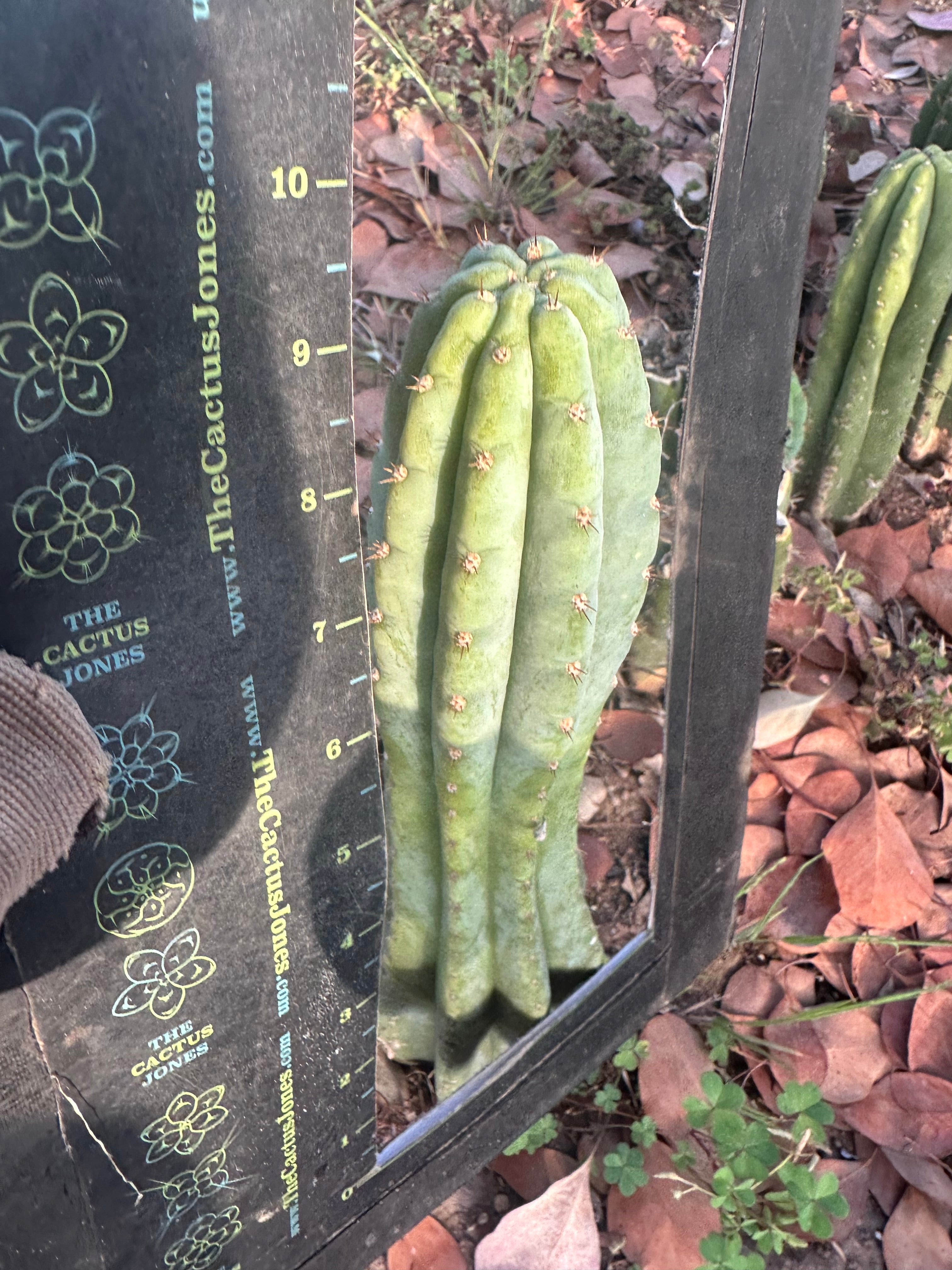 👑🌶️ Restocked (Again) — Ventucky Blue — 10” Tips