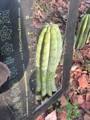 👑🌶️ Restocked (Again) — Ventucky Blue — 10” Tips