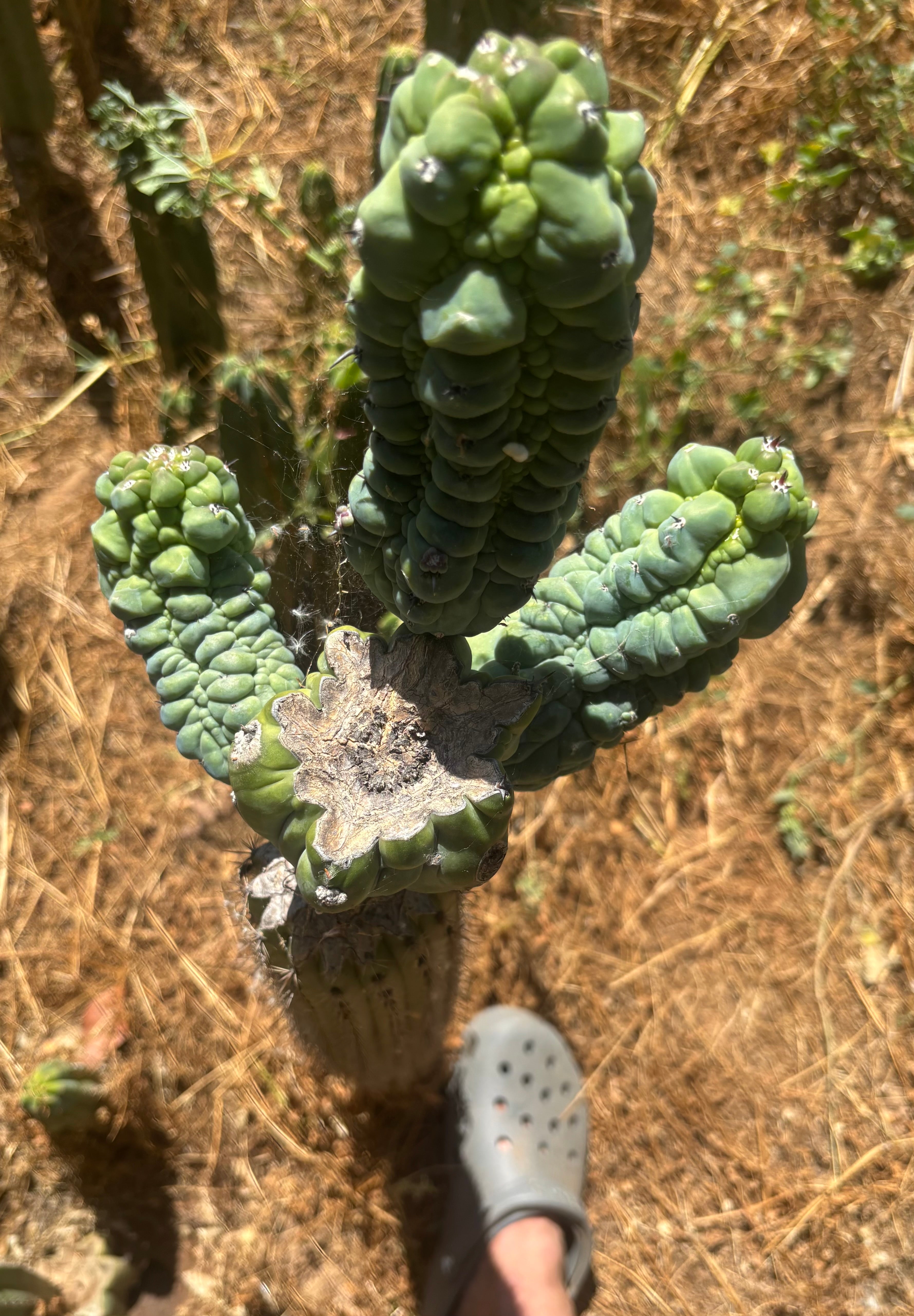 💎👑💎 Glorp —  XXL Crazy Tri Pup Graft