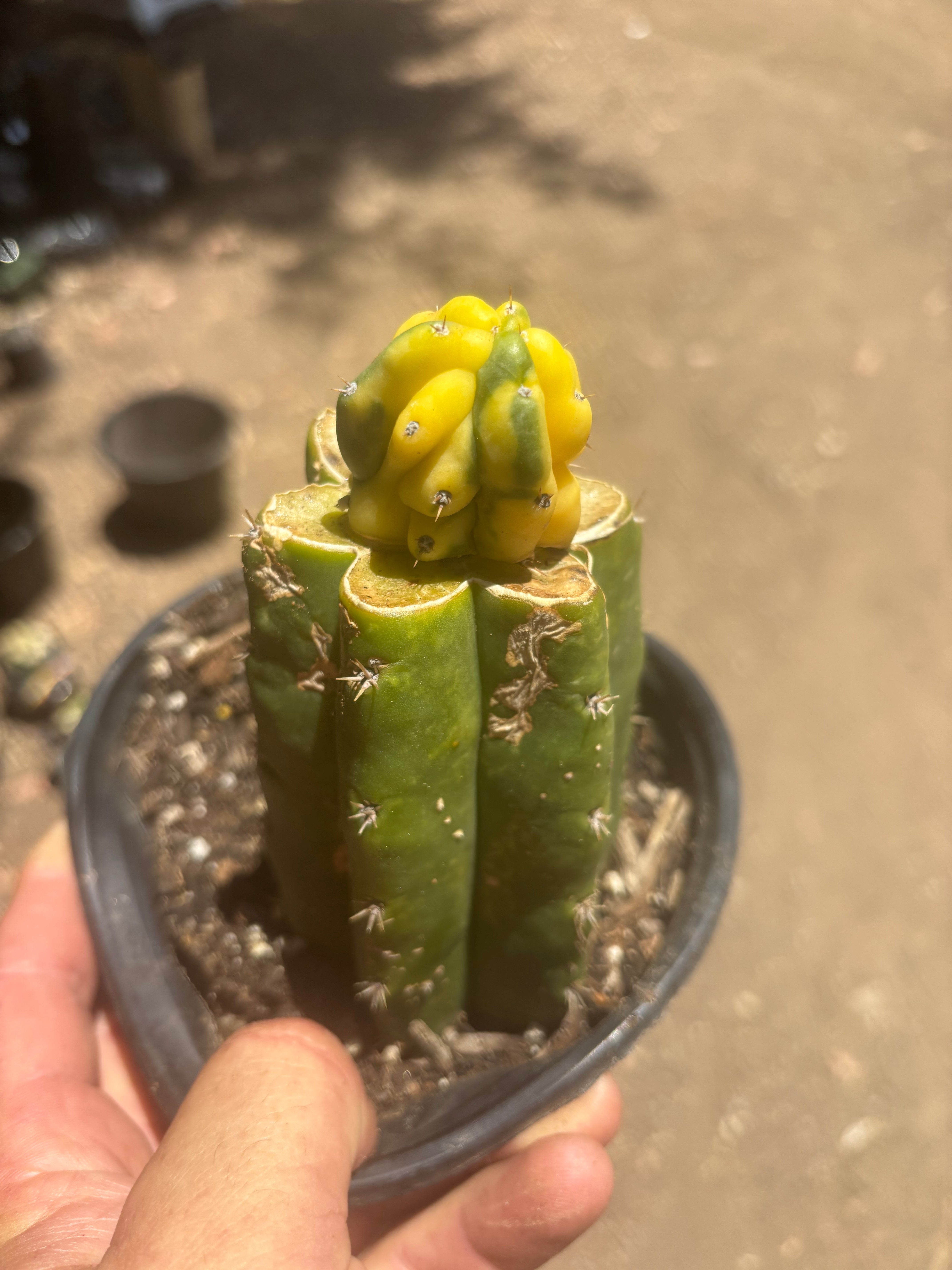 💎👑 Dr Funkenstein — Tip Graft