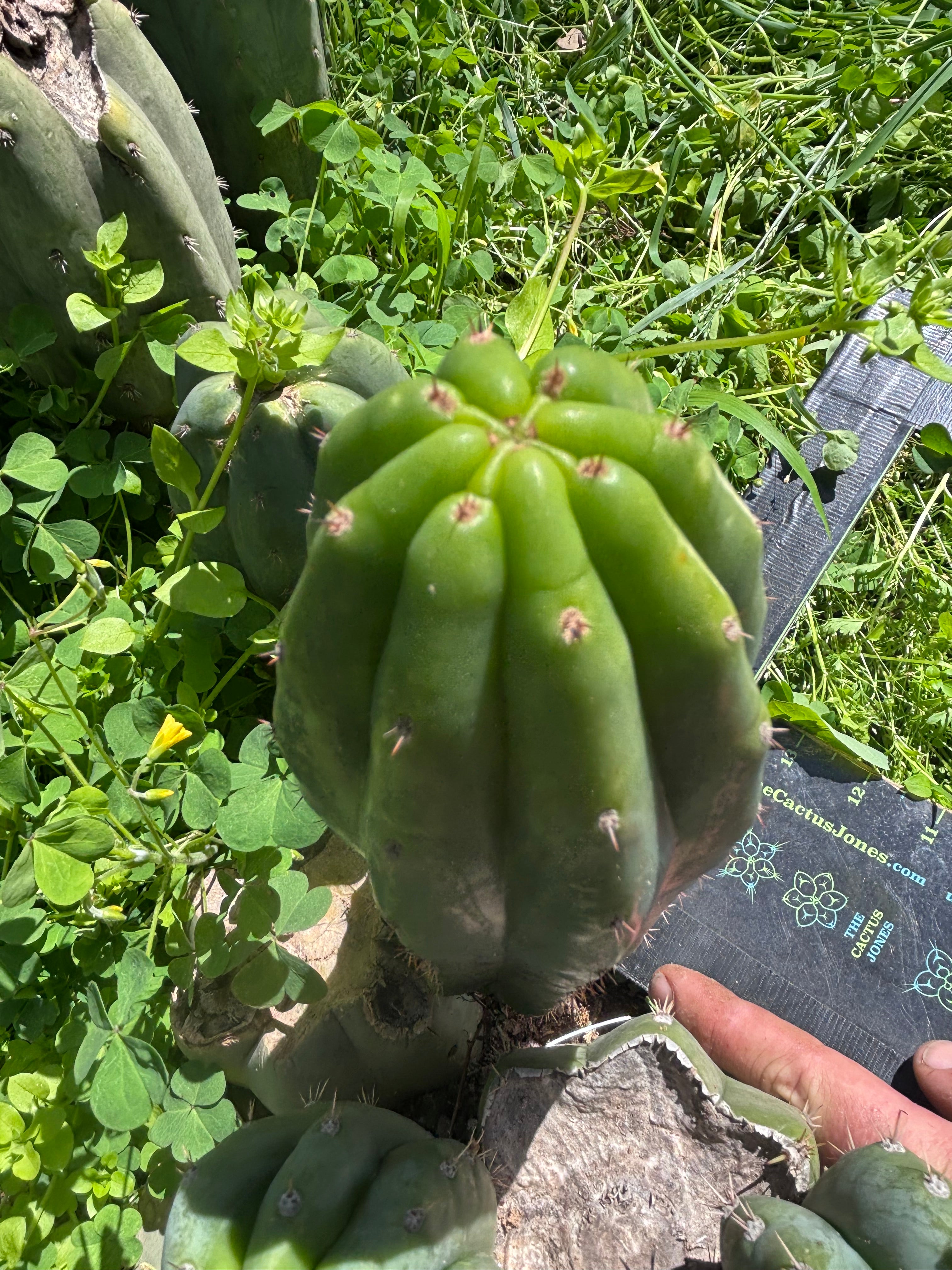 👑🌶️🌶️ Landfill — 9” Pup