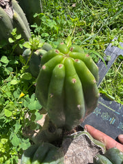 👑🌶️🌶️ Landfill — 9” Pup