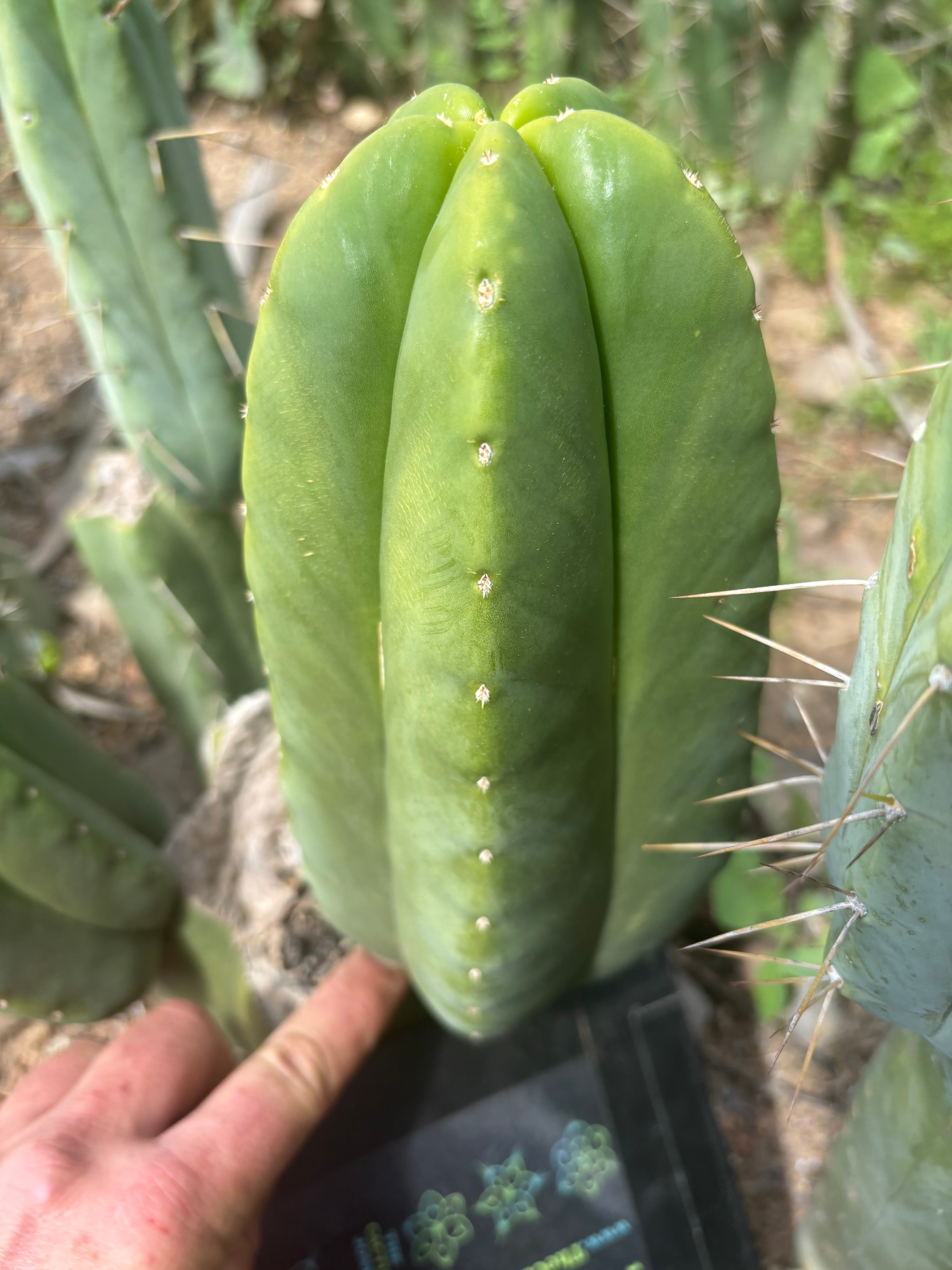 👑🌶️ Zulk Melon