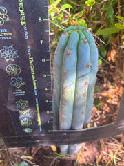 💎👑🌶️ Sharxx Blue — 8” Tip