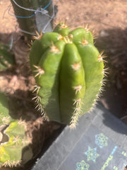 💎👑💎🌶️ CareBear — 6” Pup