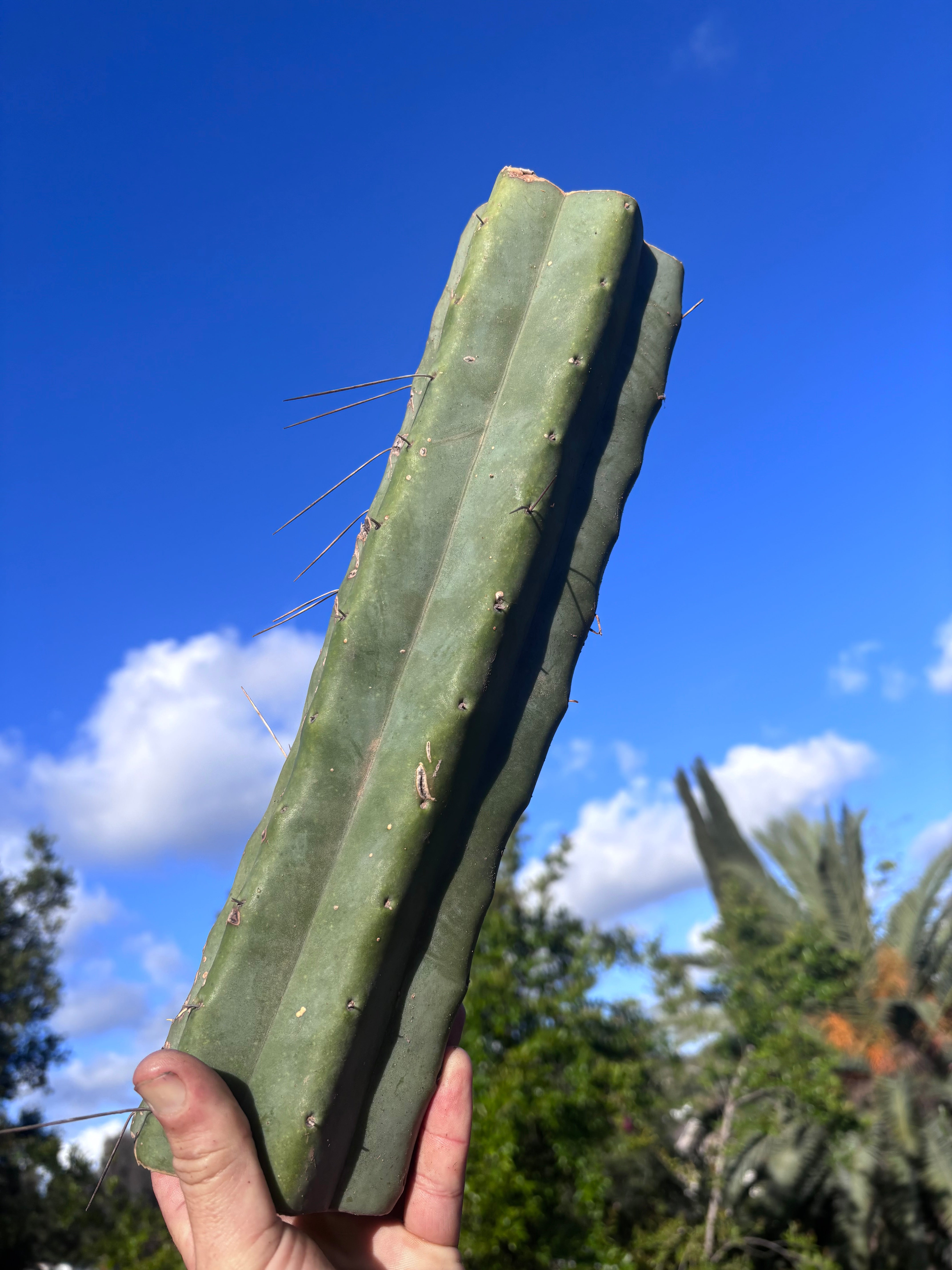 👑🌶️ Baker — 14” XL Medicine Log