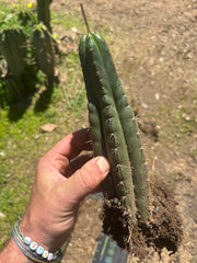 👑🌶️ Ayacucho  — Two Rooted for One Price (11” and 10”)