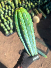 👑🌶️ Ventucky Blue — 16” Tips