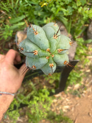 💎👑 Moonchild — FAT 8” Tip