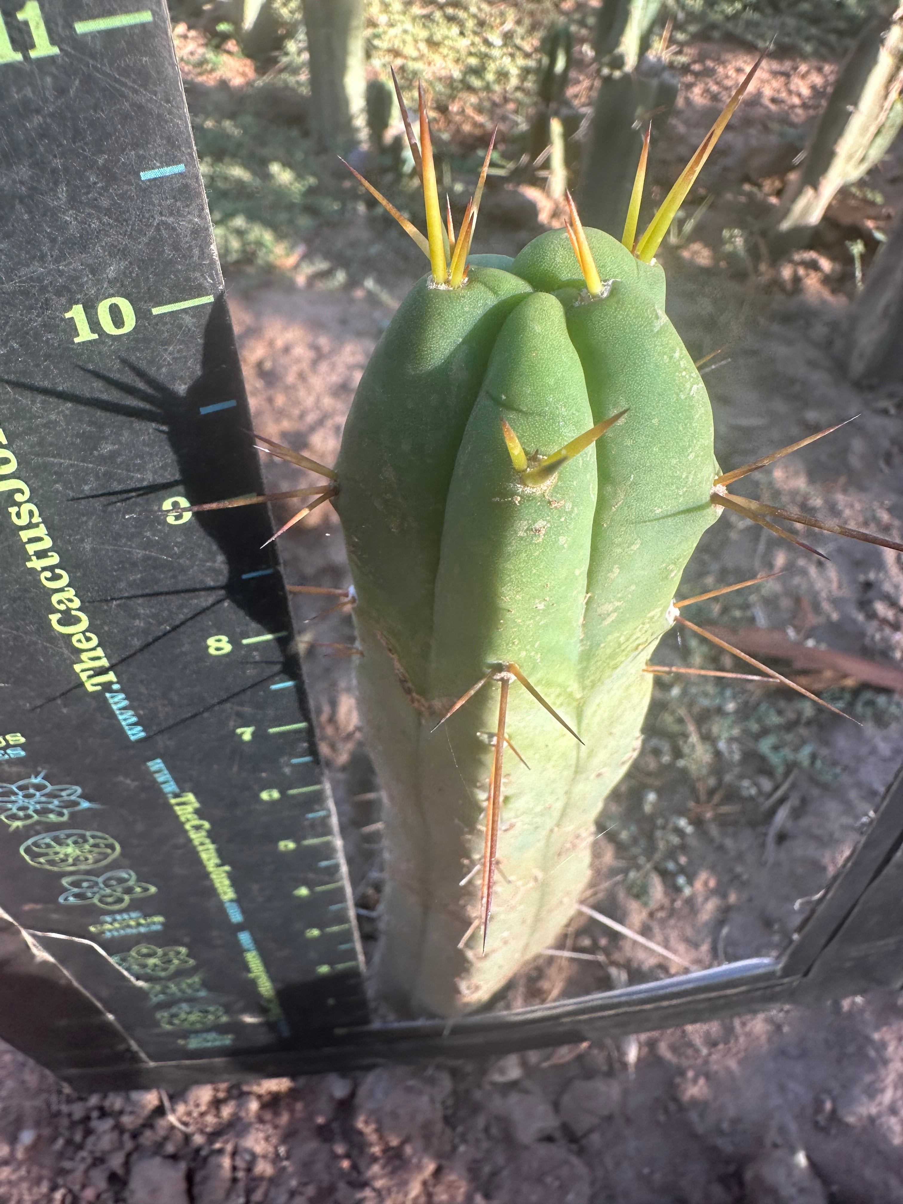 👑🌶️🌶️ Dulzura — 10” Tip