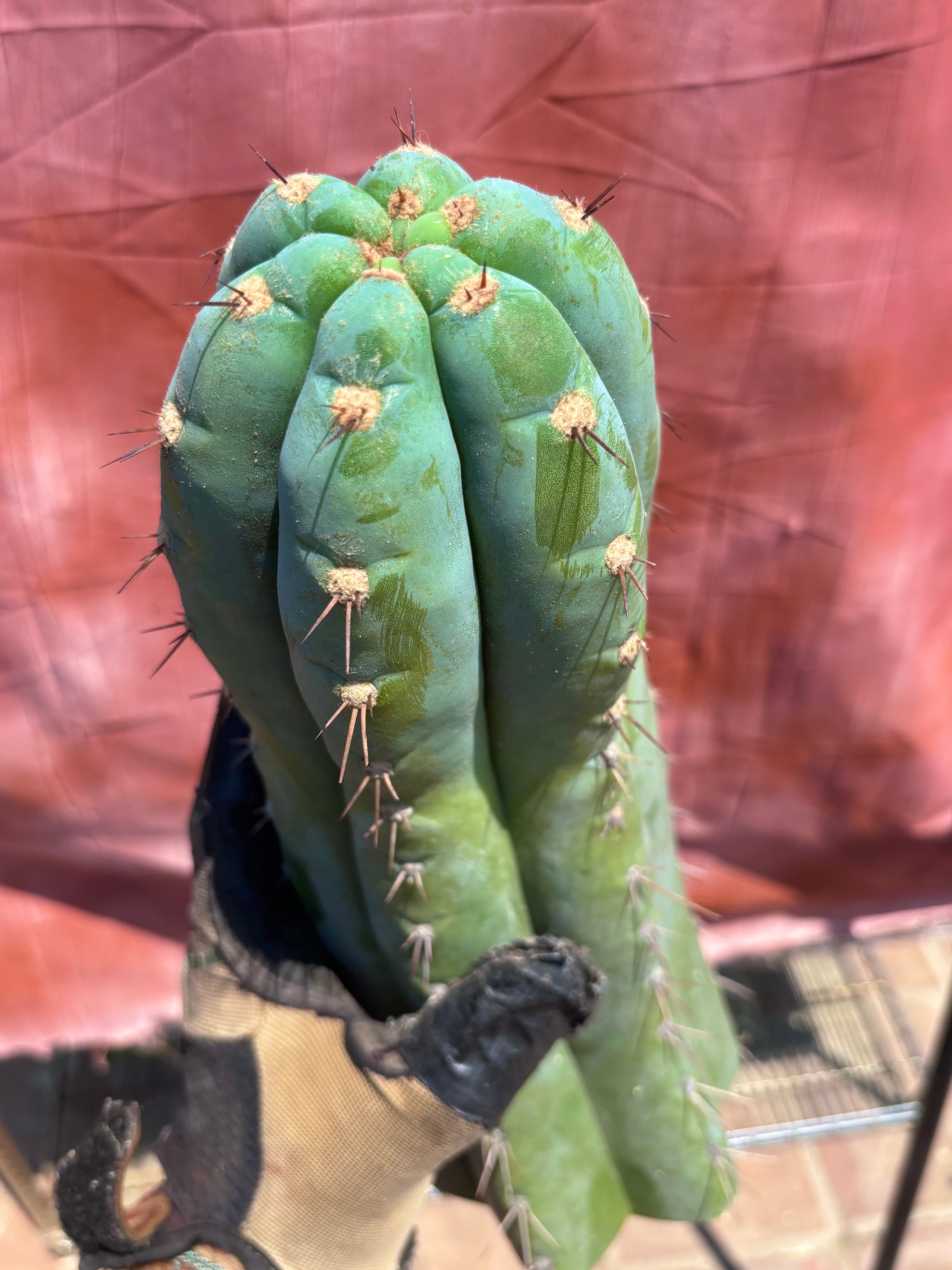 💎👑🌶️ CGG — XL 15” Tip