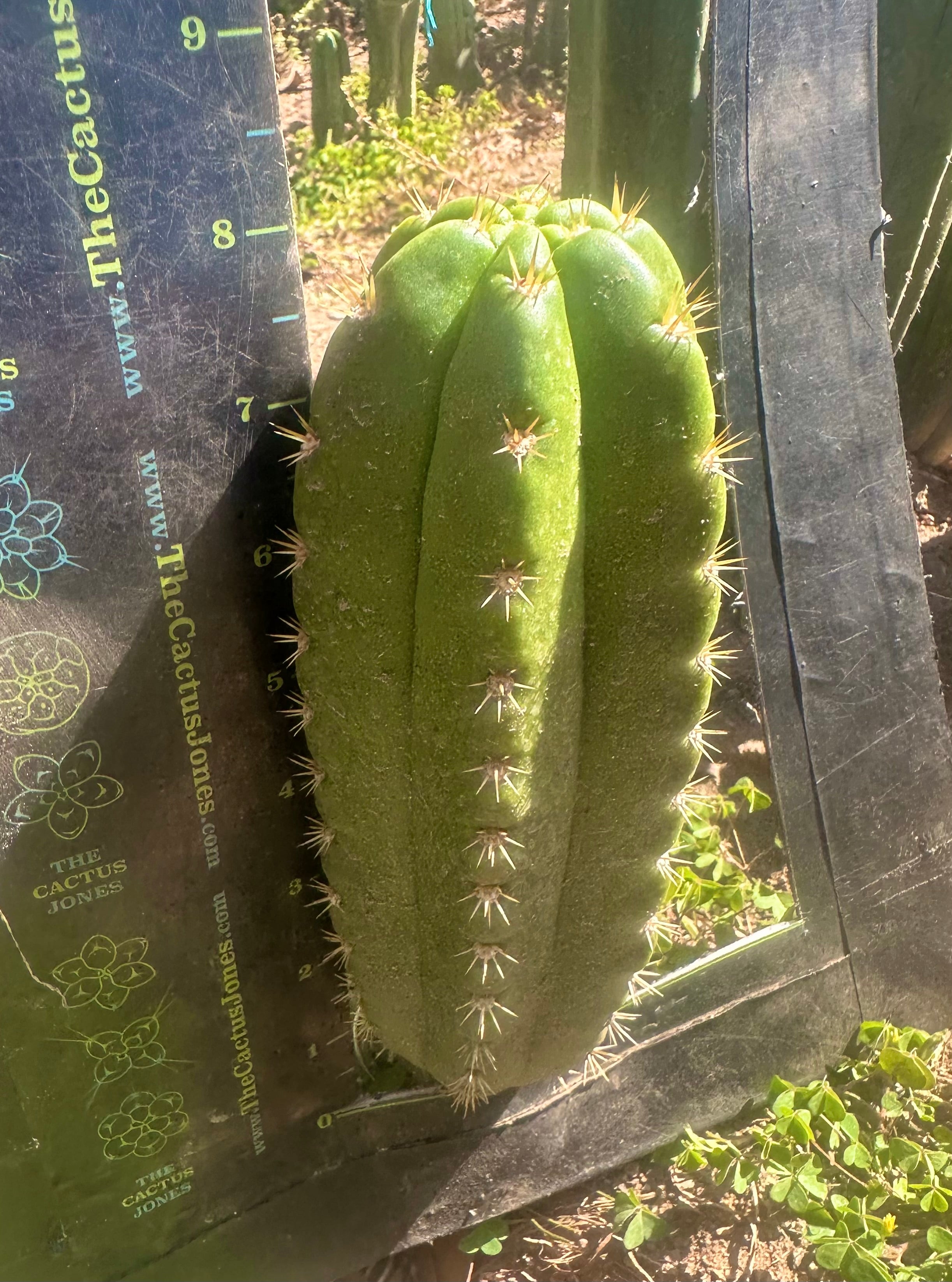 💎👑 CareBear — 8” Pup